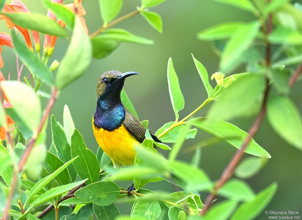 Souimanga à dos vert
