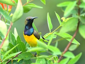 Souimanga à dos vert