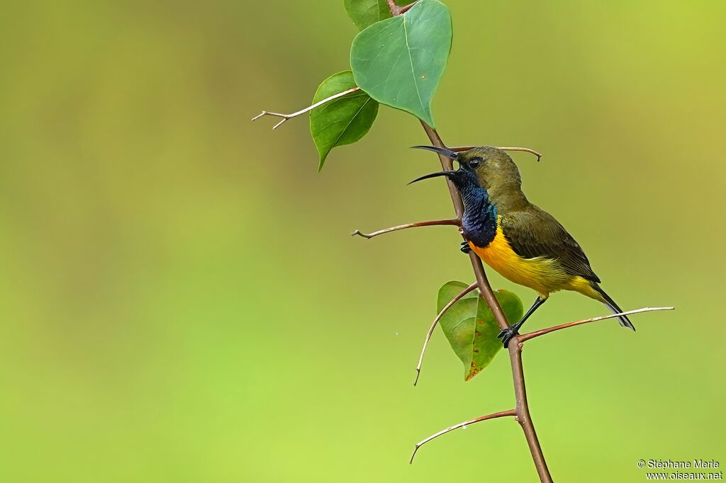 Souimanga à dos vert
