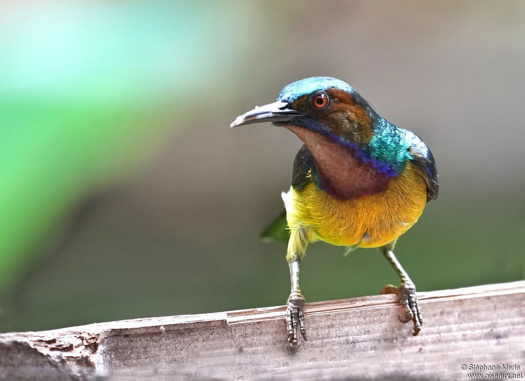 Souimanga à gorge brune mâle adulte