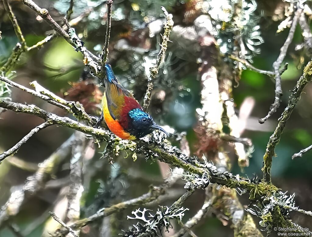 Souimanga à queue verte mâle adulte