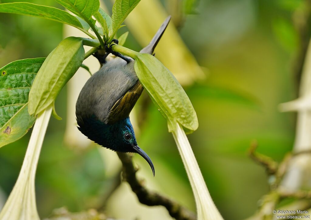 Green-headed Sunbird male adult