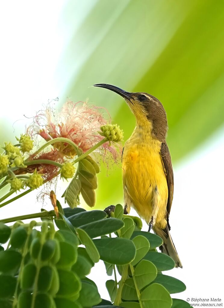 Souimanga aurore femelle adulte