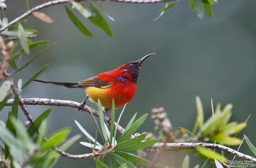 Souimanga de Gould mâle adulte