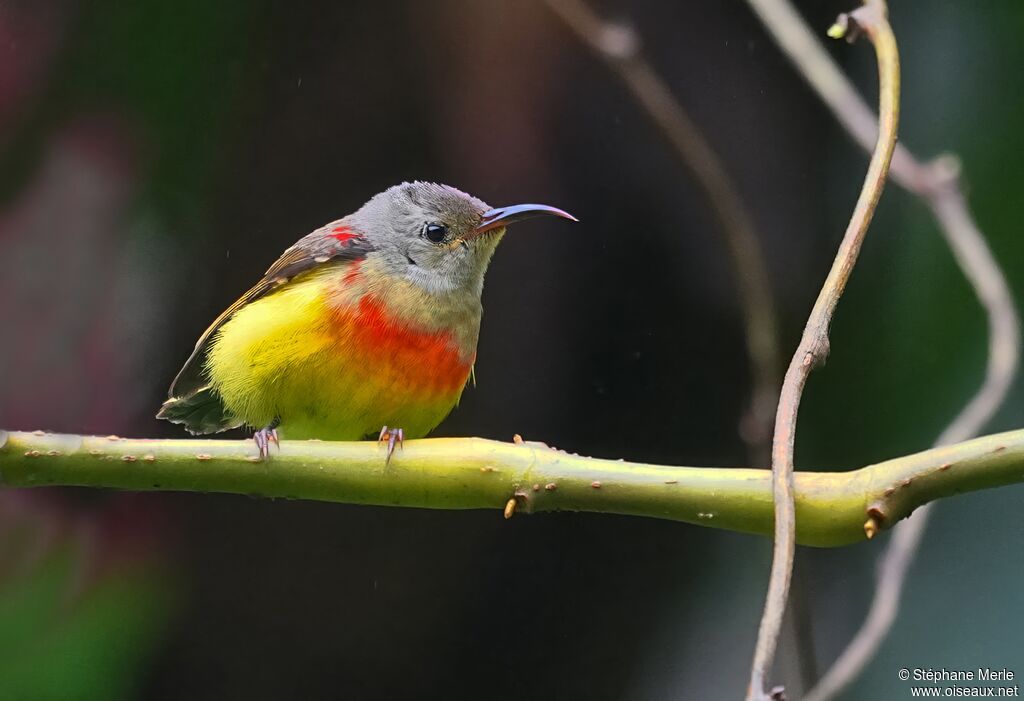 Souimanga de Gouldimmature