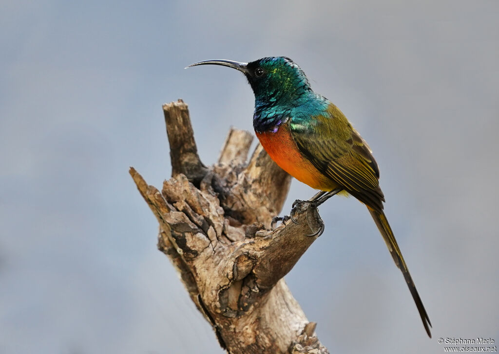 Orange-breasted Sunbird male adult