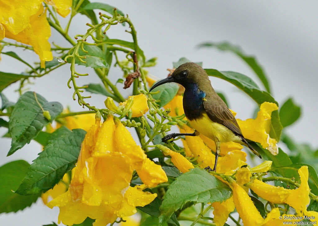 Ornate Sunbird male adult