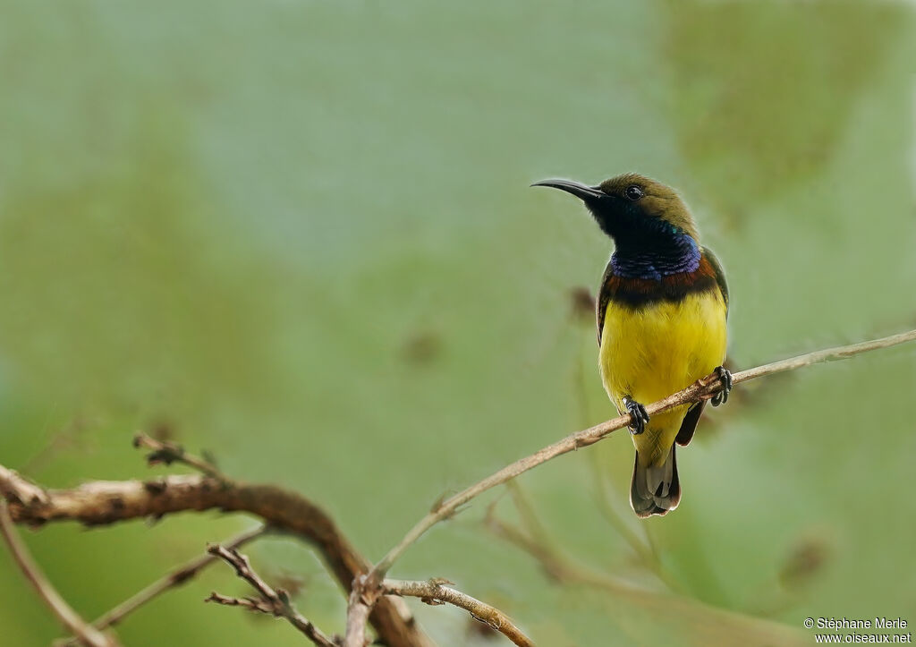 Ornate Sunbird male adult