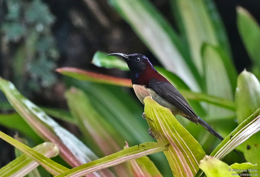 Souimanga sombre mâle adulte