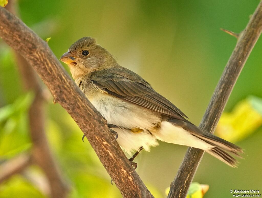 Lined Seedeateradult