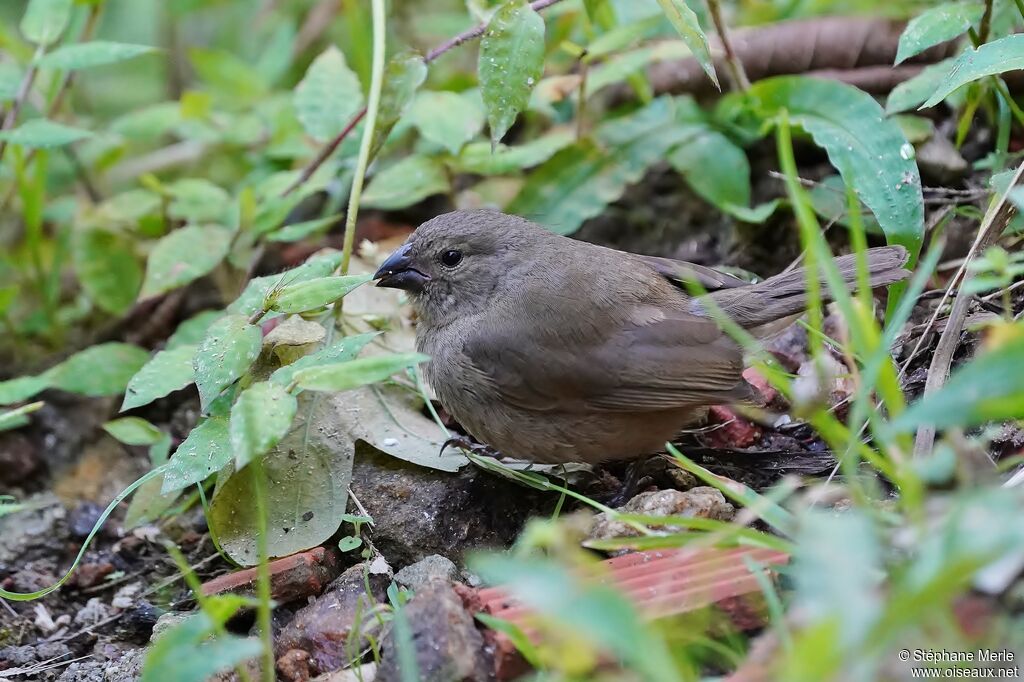 Dull-colored Grassquit