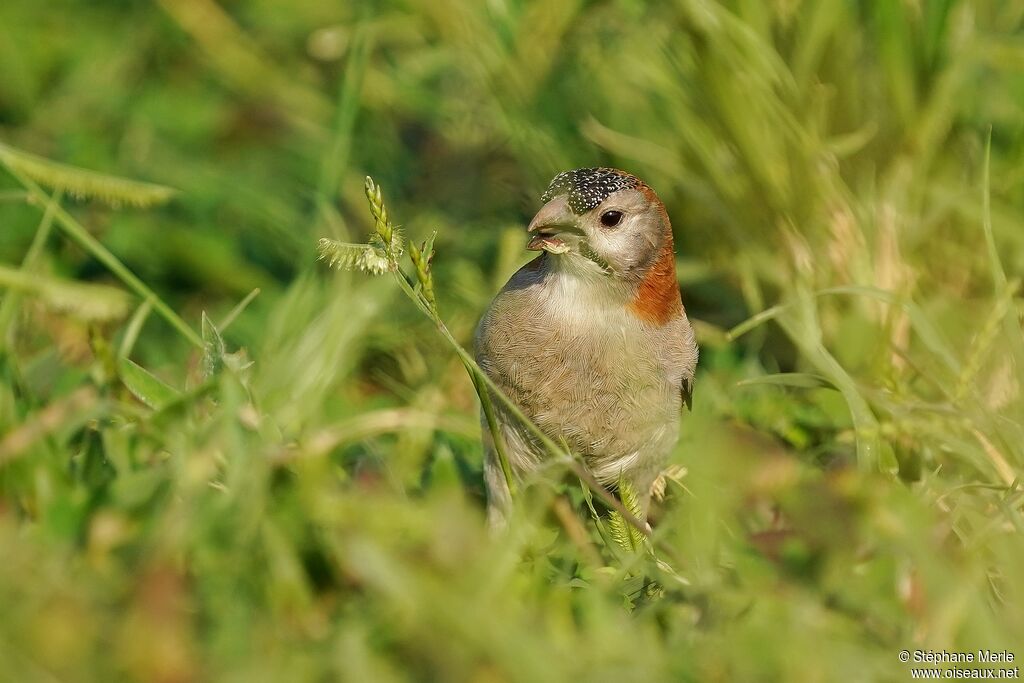 Speckle-fronted Weaveradult