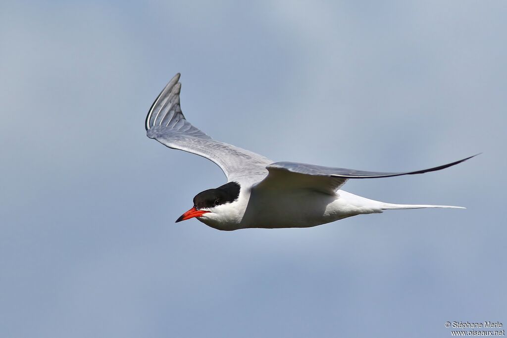 Common Ternadult