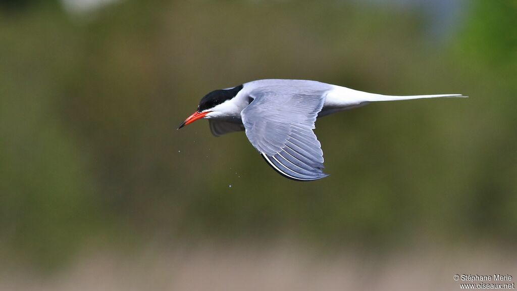 Common Tern