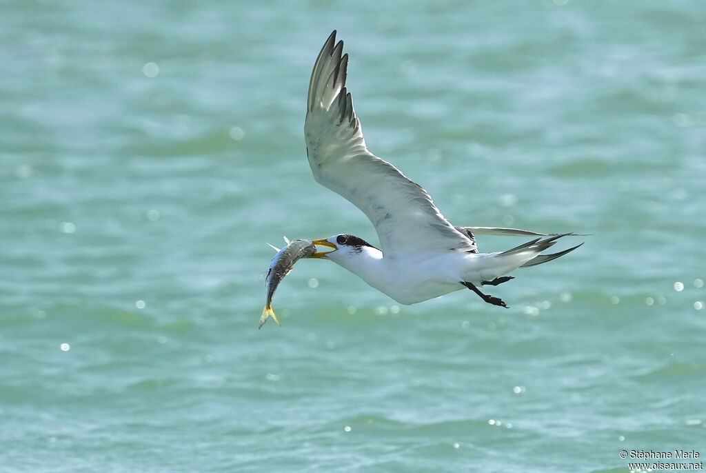 Lesser Crested Ternadult