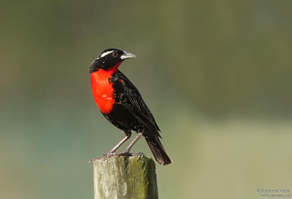 White-browed Meadowlarkadult