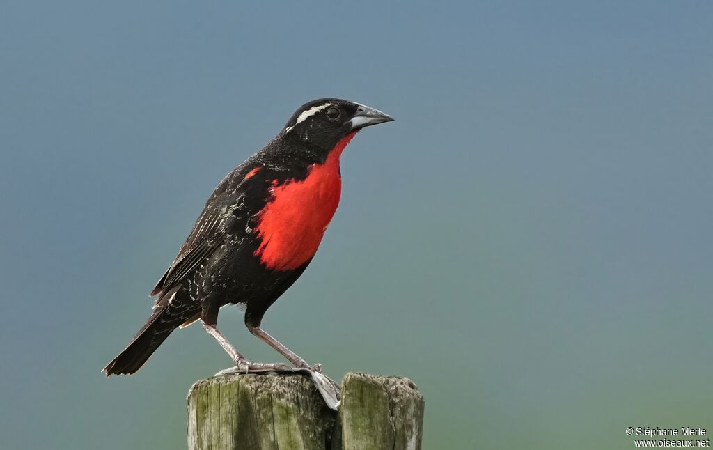 White-browed Meadowlarkadult