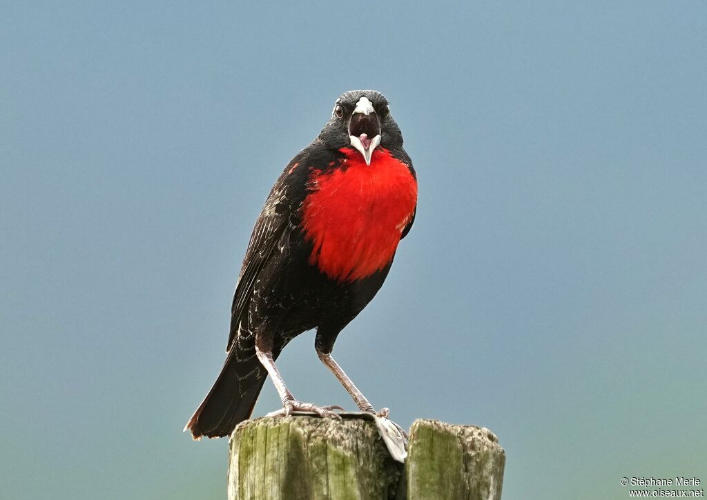 White-browed Meadowlarkadult