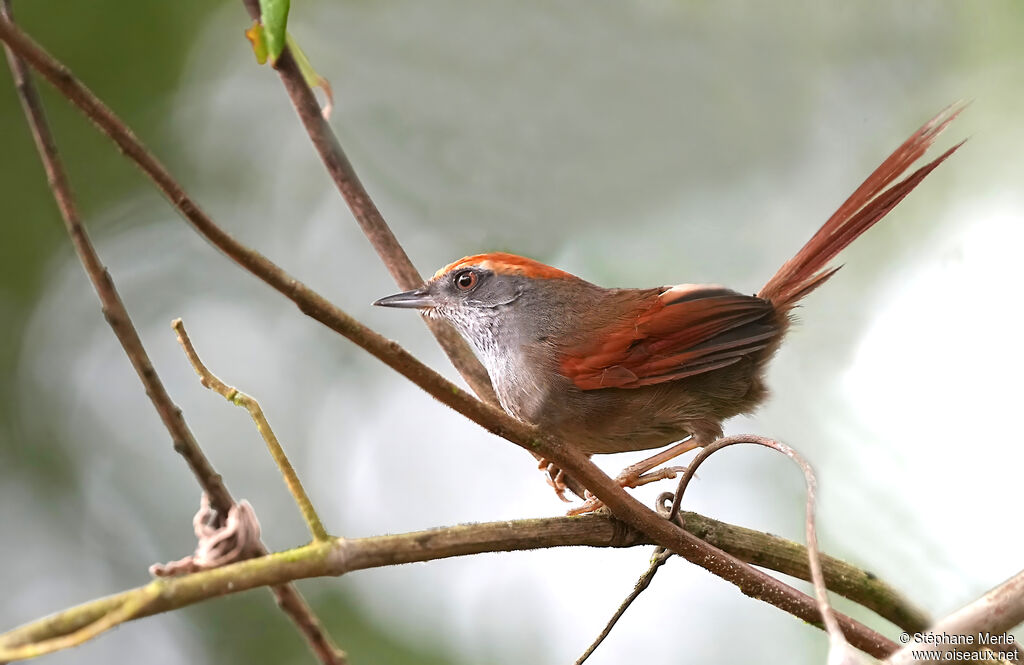 Rufous-capped Spinetailadult