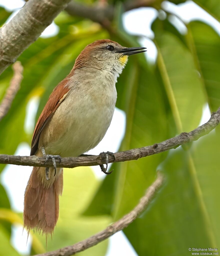 Yellow-chinned Spinetailadult
