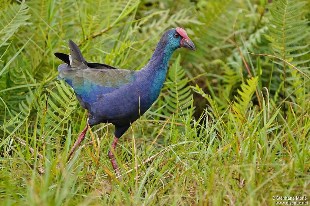 African Swamphenadult