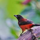 Tangara à dos rouge