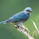 Tangara à épaulettes bleues