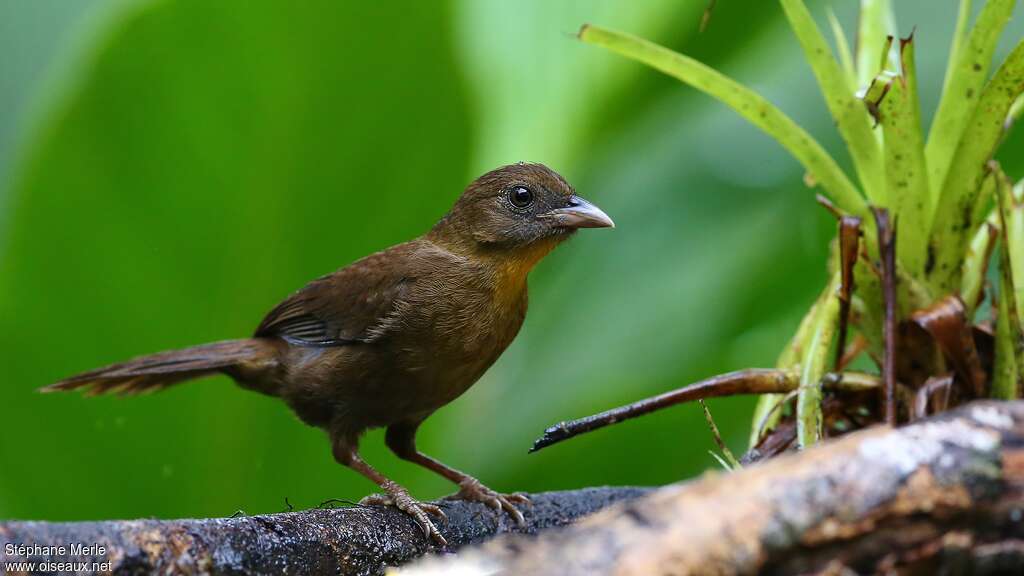 Tangara à gorge rouge femelle adulte, identification