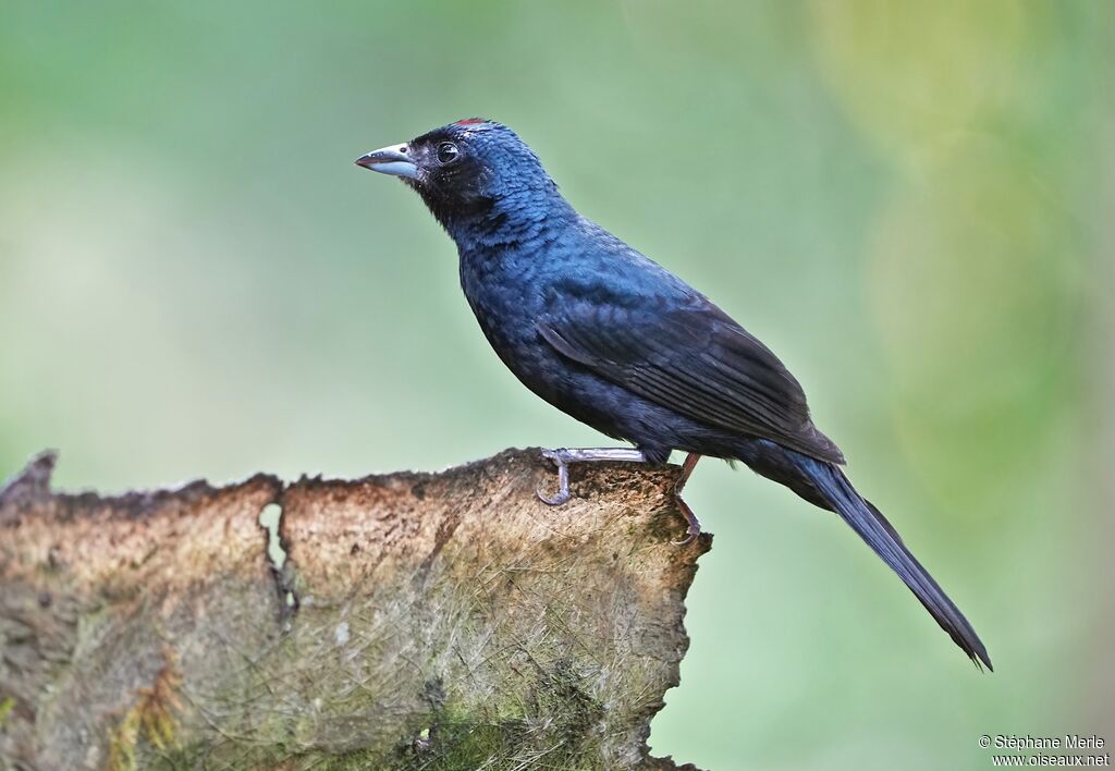 Ruby-crowned Tanager male adult