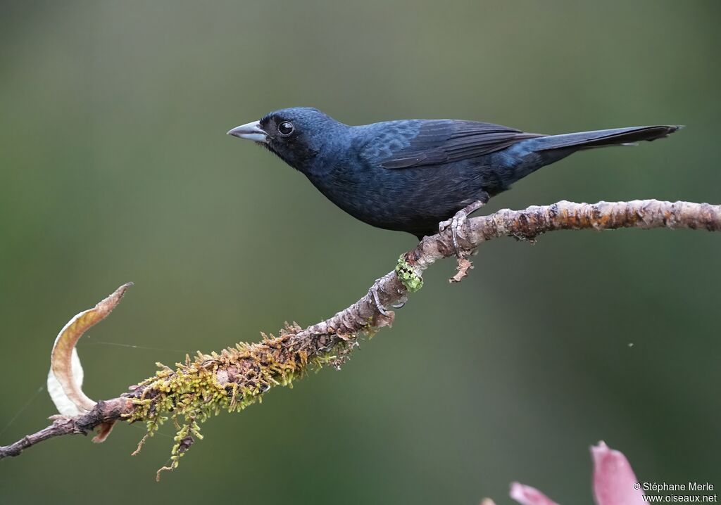 Ruby-crowned Tanager male adult