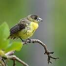 Tangara flamboyant