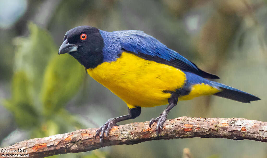 Tangara montagnardadulte, portrait