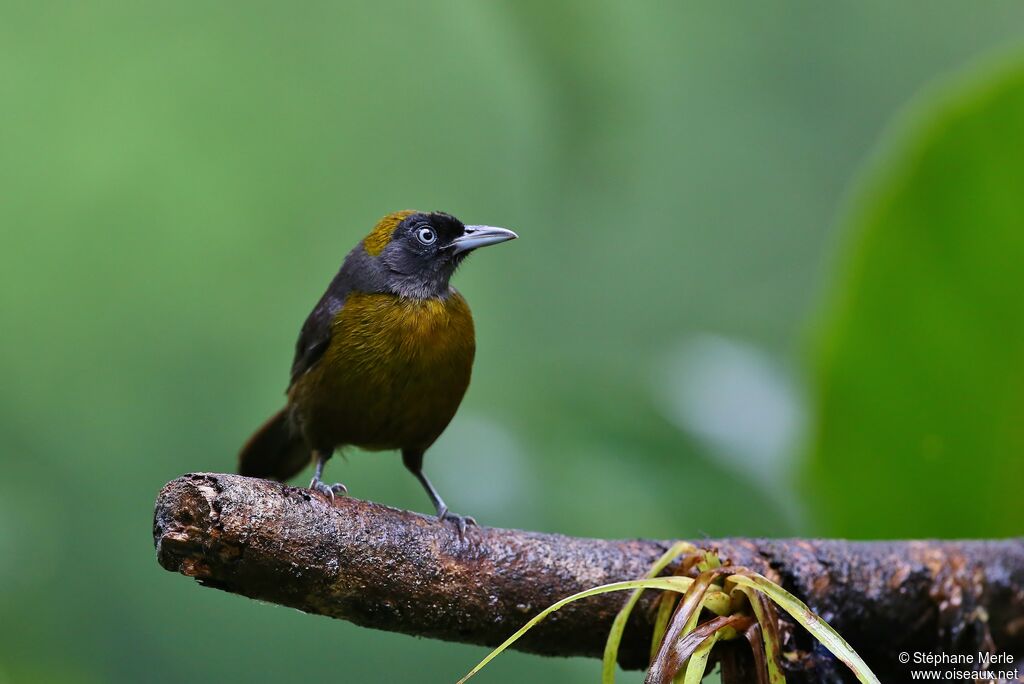 Dusky-faced Tanageradult