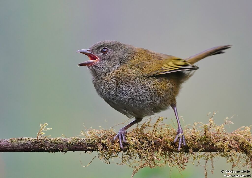 Tangara ombréimmature