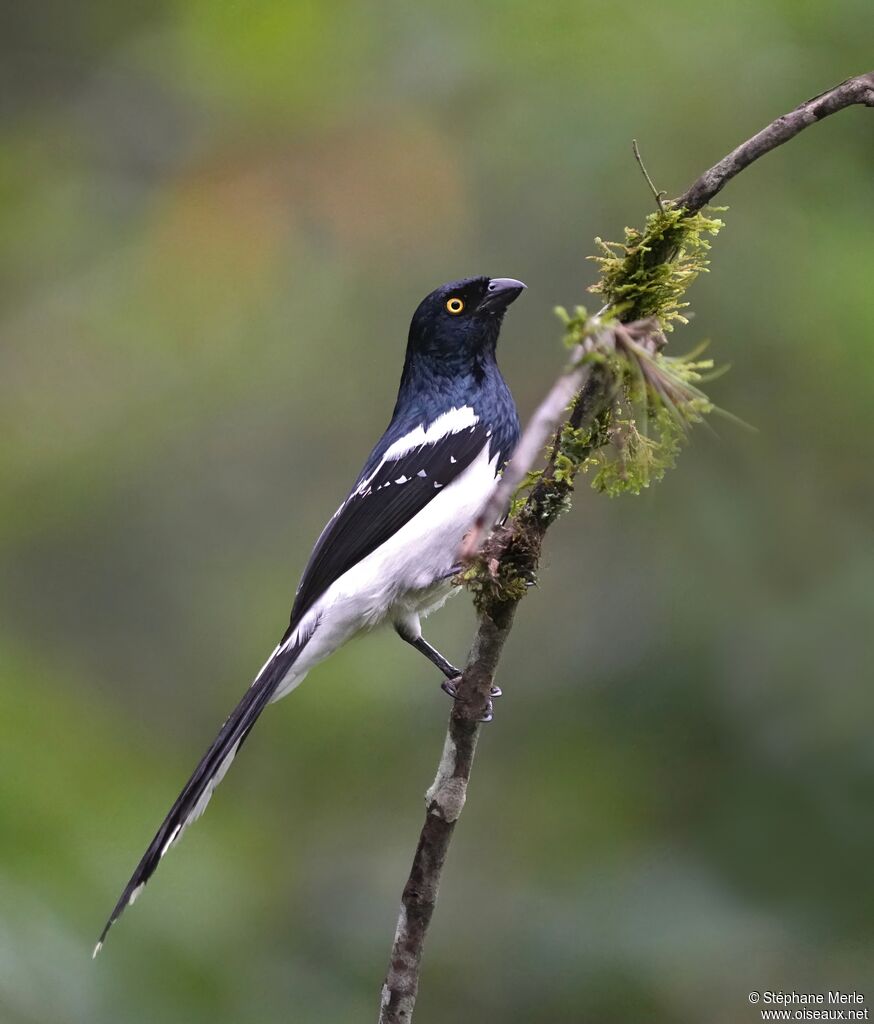 Tangara pillurionadulte