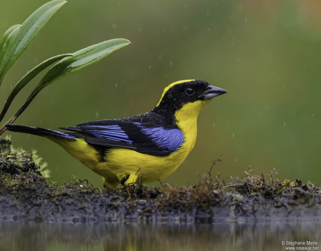 Blue-winged Mountain Tanager