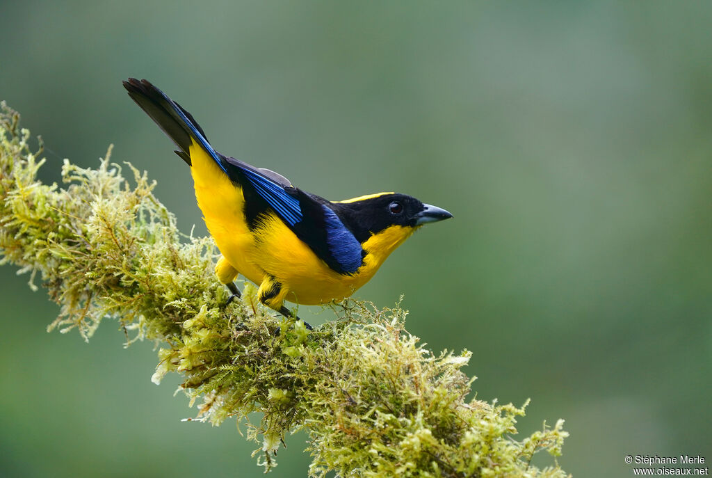 Blue-winged Mountain Tanager