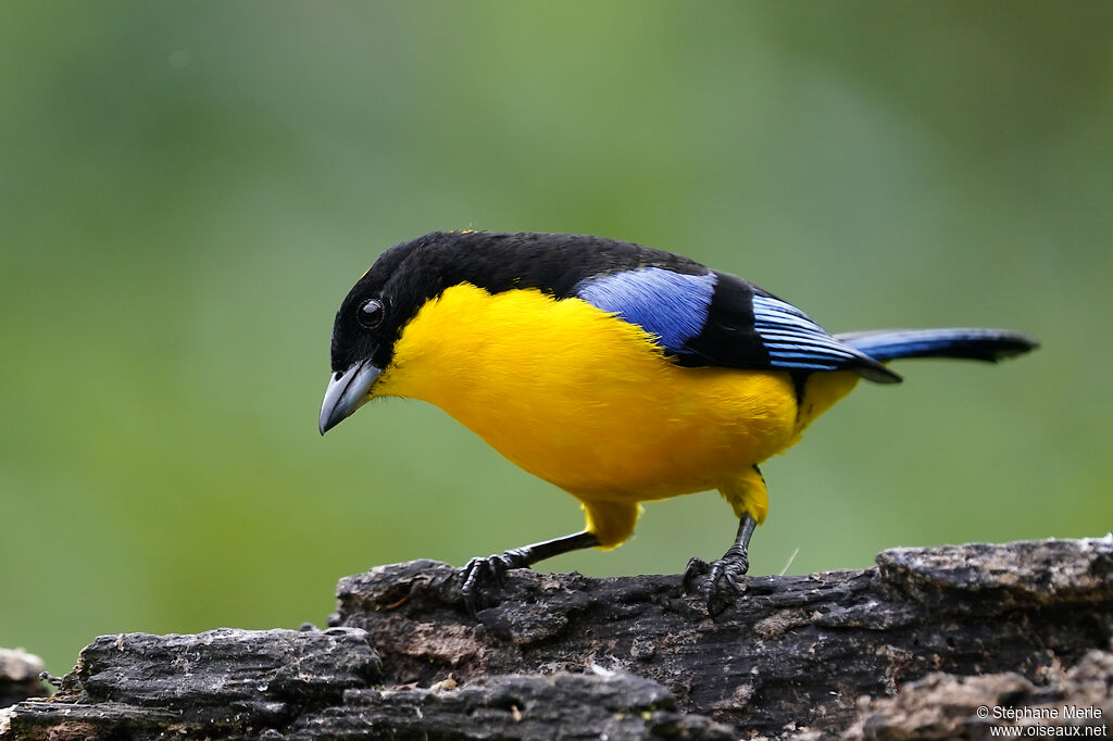 Blue-winged Mountain Tanager