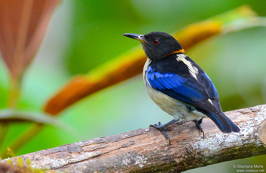 Golden-collared Honeycreeper