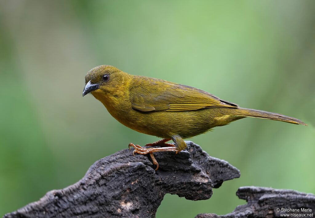 Tangara viréonadulte