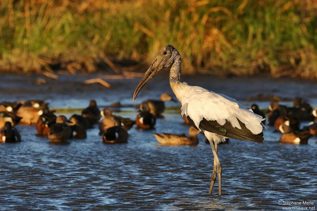 Wood Stork