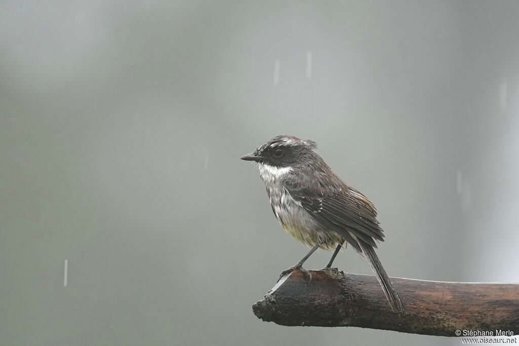 Tarier gris femelle adulte