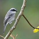 Tarier gris