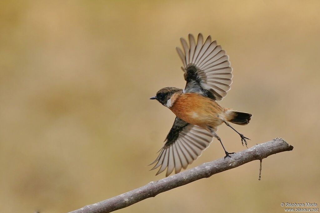 European Stonechat male adult