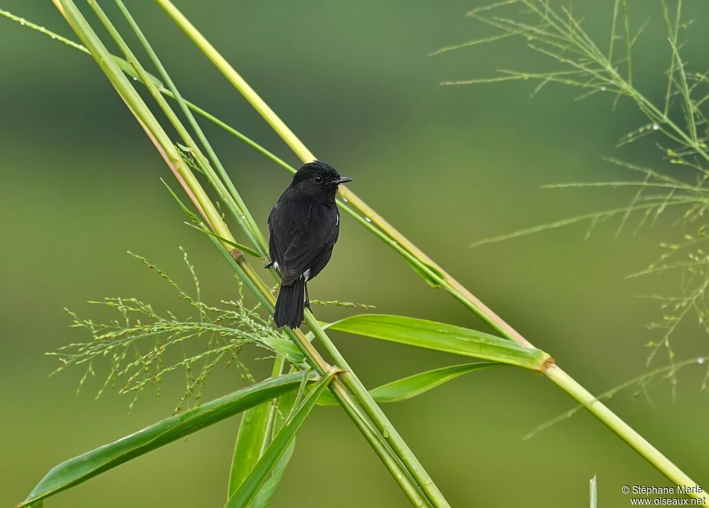 Pied Bush Chat male adult