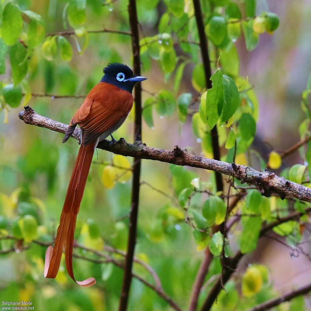 African Paradise Flycatcher male adult, identification