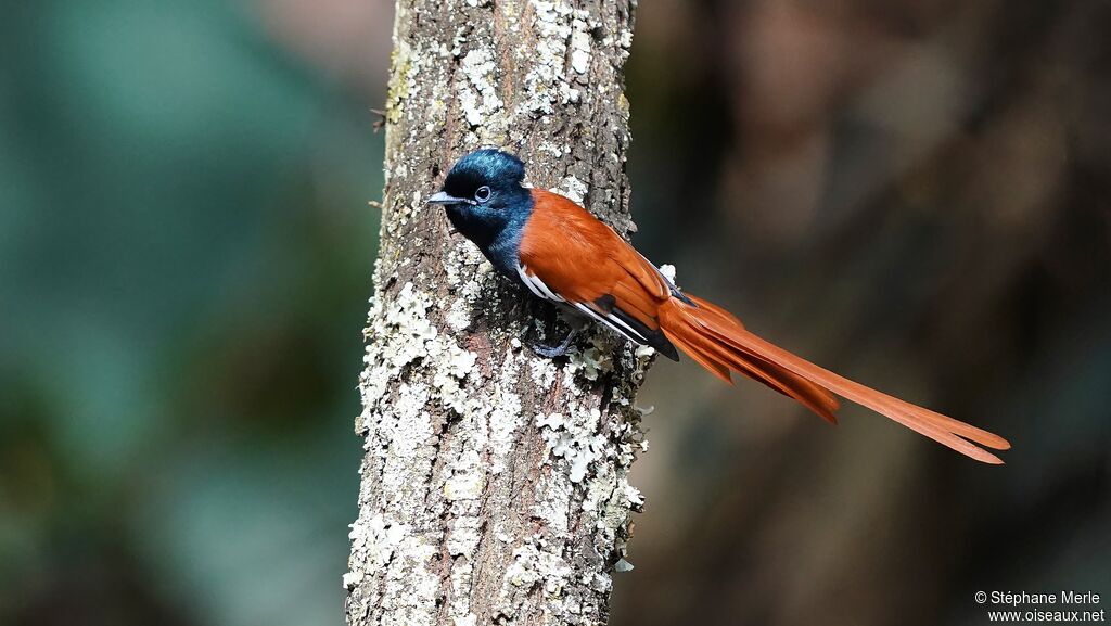 African Paradise Flycatcher male adult