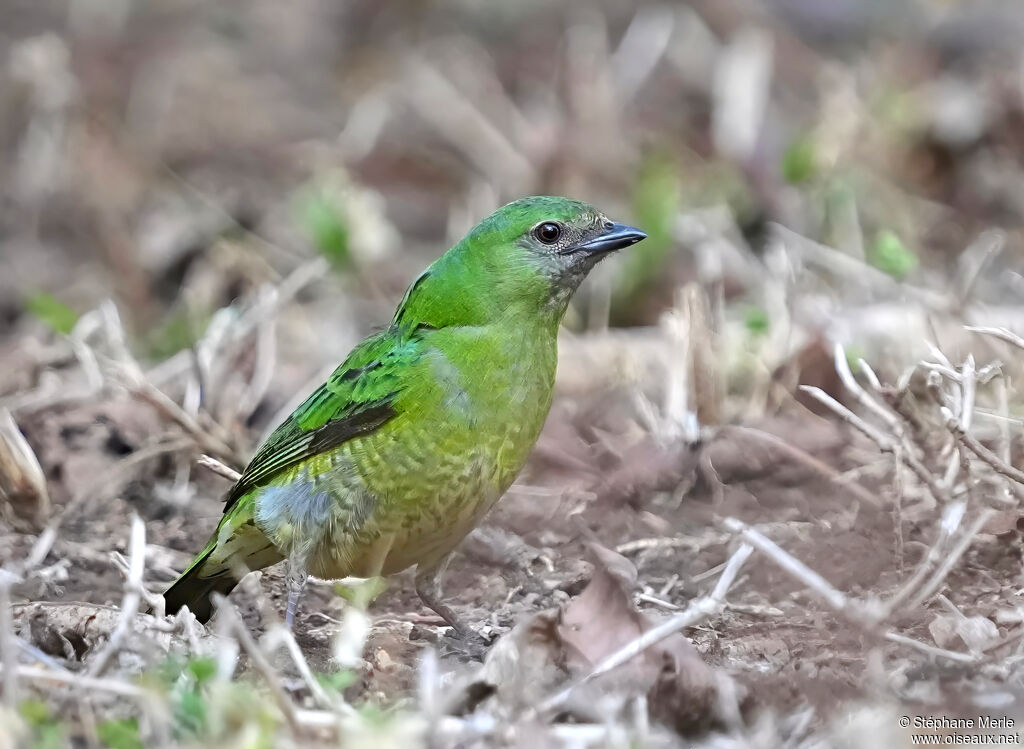 Tersine hirondelle femelle adulte