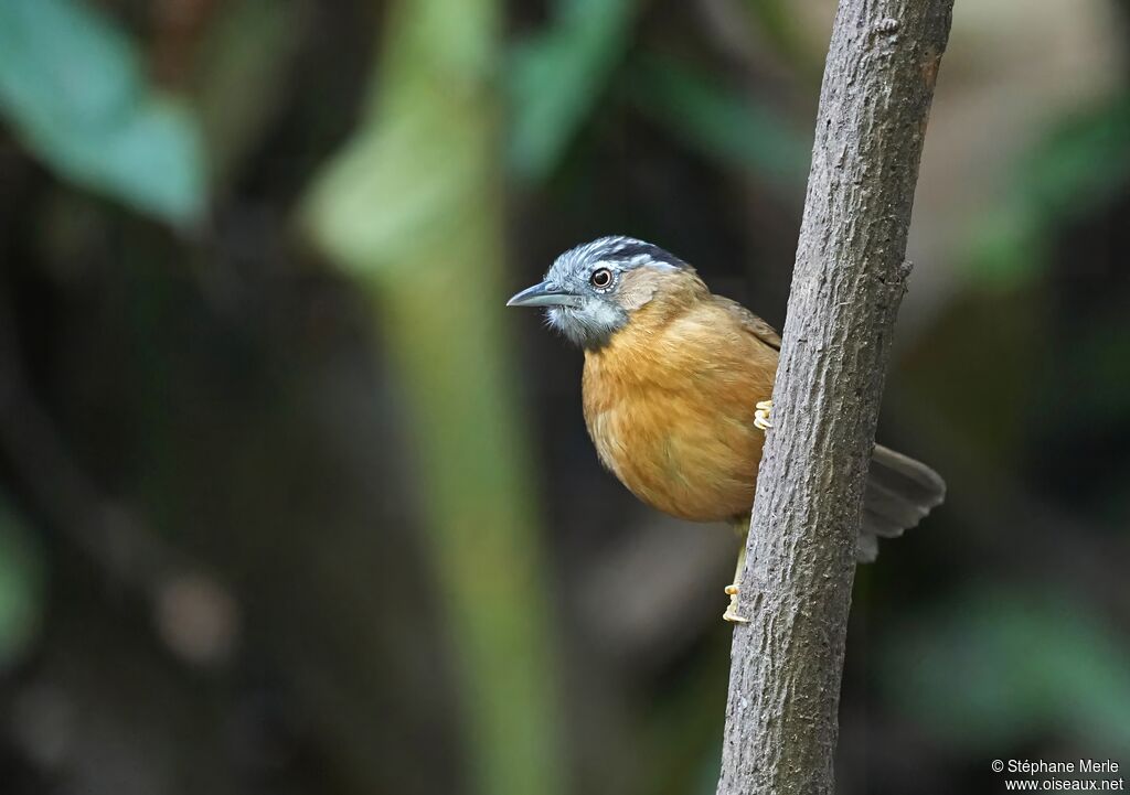 Grey-throated Babbler