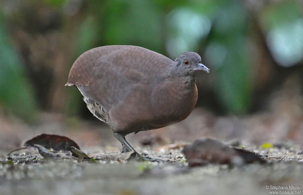 Brown Tinamou